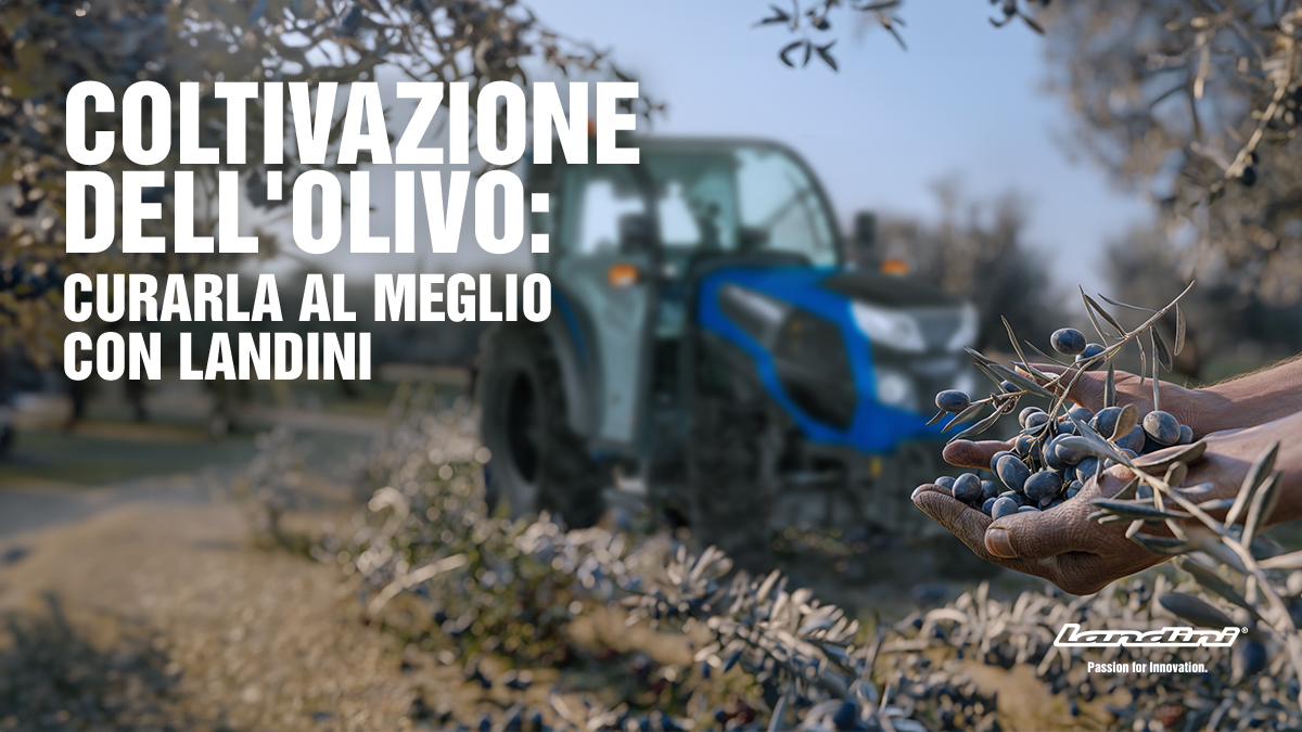 Coltivazione dell'Olivo: curarla al meglio con Landini